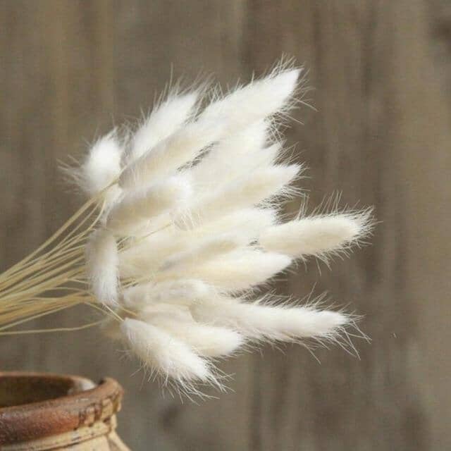 Pampa Grass Pompom - 30 peças