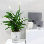 Vaso Brota Decor Auto Sustentável (COMPRE 1 LEVE 2 HOJE)