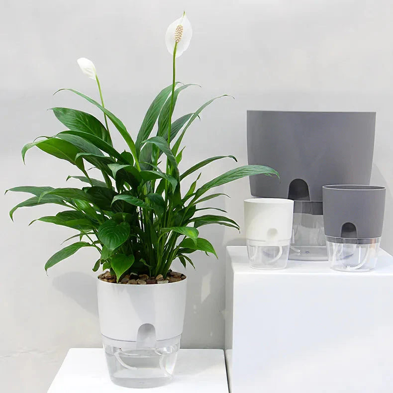 Vaso Brota Decor Auto Sustentável (COMPRE 1 LEVE 2 HOJE)