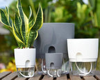 Vaso Brota Decor Auto Sustentável (COMPRE 1 LEVE 2 HOJE)