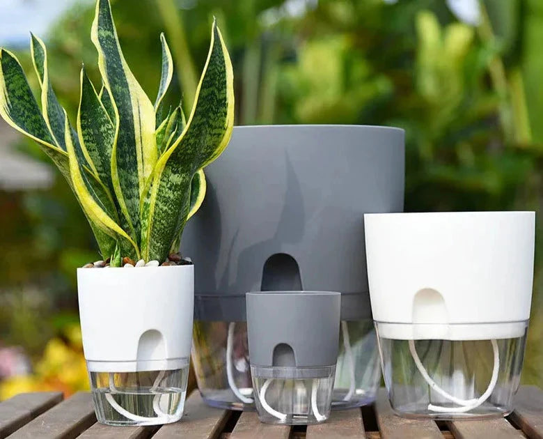 Vaso Brota Decor Auto Sustentável (COMPRE 1 LEVE 2 HOJE)