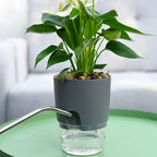 Vaso Brota Decor Auto Sustentável (COMPRE 1 LEVE 2 HOJE)